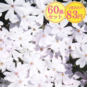 VoUNiōjyt݁z@Ղ60Zbg@183~yԂ̂イ܂傤z