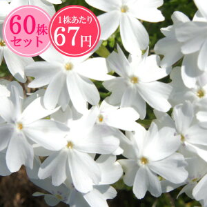 VoUNiōjyz@Ղ60Zbg@167~yԂ̂イ܂傤z