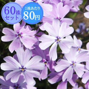 VoUNiōjyPz@Ղ60Zbg@178~yԂ̂イ܂傤z