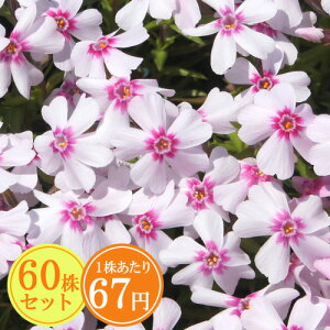 VoUNiōjyR[ACz@Ղ60Zbg@167~yԂ̂イ܂傤z