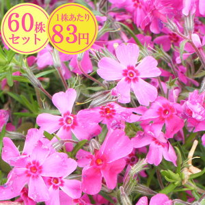 花 苗の人気商品 通販 価格比較 価格 Com