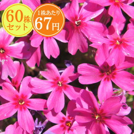 シバザクラ（芝桜）【極光】　たっぷり60株セット　1株あたり67円【花のじゅうたんを作りましょう♪】