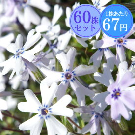 シバザクラ（芝桜）【ライトブルー】　たっぷり60株セット　1株あたり67円【花のじゅうたんを作りましょう♪】