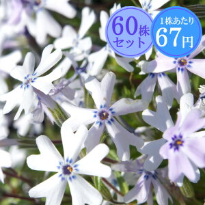 VoUNiōjyCgu[z@Ղ60Zbg@167~yԂ̂イ܂傤z