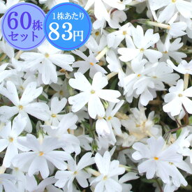 シバザクラ（芝桜）【リトルドット】　たっぷり60株セット　1株あたり83円【花のじゅうたんを作りましょう♪】