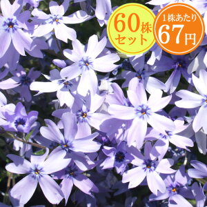 VoUNiōjyI[Lgu[ACz@Ղ60Zbg@167~yԂ̂イ܂傤z