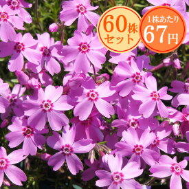 シバザクラ（芝桜）【オータムローズ】　たっぷり60株セット　1株あたり67円【花のじゅうたんを作りましょう♪】