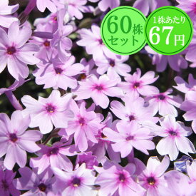 シバザクラ（芝桜）【ピンクローズ】　たっぷり60株セット　1株あたり67円【花のじゅうたんを作りましょう♪】