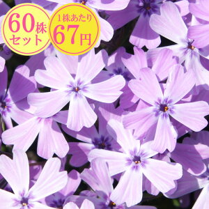 VoUNiōjyp[vACz@Ղ60Zbg@167~yԂ̂イ܂傤z