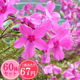 楽天市場 芝桜 種の通販