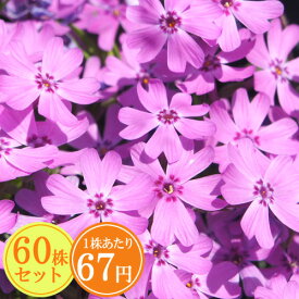 【2023秋苗】シバザクラ（芝桜）【レイメイ】　たっぷり60株セット　1株あたり67円【花のじゅうたんを作りましょう♪】