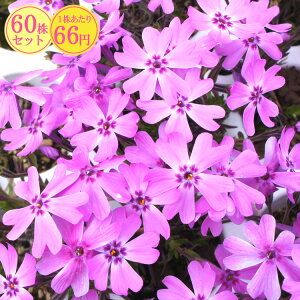 VoUNiōjyiIjz@Ղ60Zbg@166~yԂ̂イ܂傤z