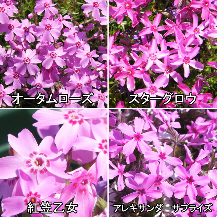 楽天市場】シバザクラ（芝桜） たっぷり240株セット苗【品種が