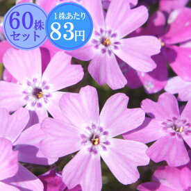楽天市場 芝桜 種の通販