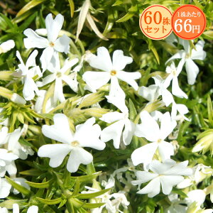 VoUNiōjyzCgfCgz@Ղ60Zbg@166~yԂ̂イ܂傤z