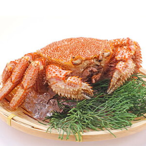 yP10{zΕ kCY Ⓚ{CуKj Ε ~Mtg Mtg 蕨 v[g MtgZbg VN OMtg Ԍ  ʌ  уKj 