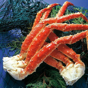 yP10{zΕ Ⓚ {C^o 800g Ε ~Mtg Mtg 蕨 v[g MtgZbg VN OMtg Ԍ  ʌ 