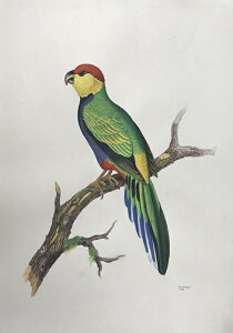 [JCR ̊G ` Ŏ |X^[ z E̒ CeA Ǌ| 