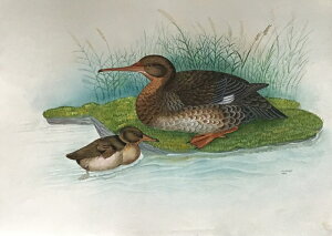 I[NhACT ̊G Ŏ |X^[ z E̒ CeA Ǌ| 