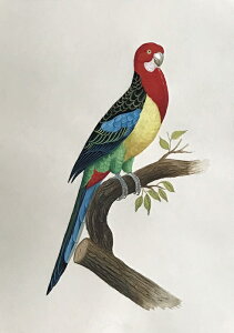 iiNTCR ̊G ` Ŏ |X^[ z E̒ CeA Ǌ| 