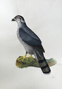 II^J ̊G ` Ŏ |X^[ z E̒ CeA Ǌ| 