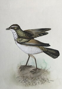 Jnuqo ̊G ` Ŏ |X^[ z E̒ CeA Ǌ| 