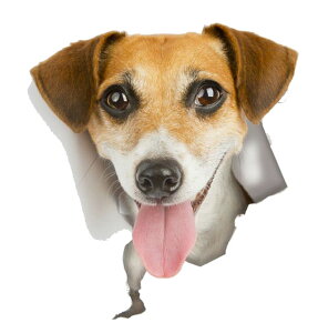  EH[XebJ[ EH[V[ ܂G gbNA[g 3D ̓I яo ǃV[ ǎV[ ǖʑ Ǒ  pO  L Lbg hbO CeA DIY r