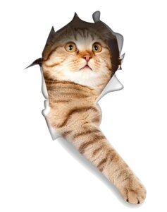  EH[XebJ[ EH[V[ ܂G gbNA[g 3D ̓I яo ǃV[ ǎV[ ǖʑ Ǒ  pO  L Lbg hbO CeA DIY r