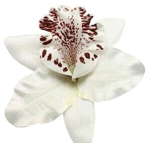  wANbv wAANZT[ wbhhX RT[W t[`[t  fB[X   wAAW  p[eB[ Ă΂ ؂₩  킢 