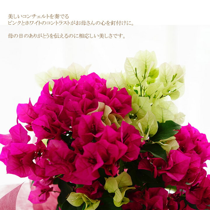 楽天市場 送料無料 22母の日ギフト プレゼント お花 鉢植え 珍しい ブーゲンビレア ブーゲンビリア 鉢 2色咲き コンチェルト ゲキハナ 感激安心のお花屋さん