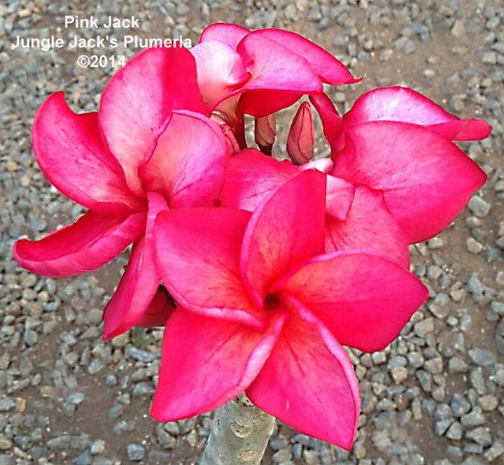 楽天市場 プルメリア 苗 ピンクジャック Pinkjack 5寸 1鉢 画像のように紫外線量で色幅が出ます ゲキハナ 感激安心のお花屋さん 楽天市場 プルメリア 苗 ピンクジャック Pinkjack 5寸 1鉢 画像のように紫外線量で色幅が出ます ゲキハナ 感激安心のお花屋さん