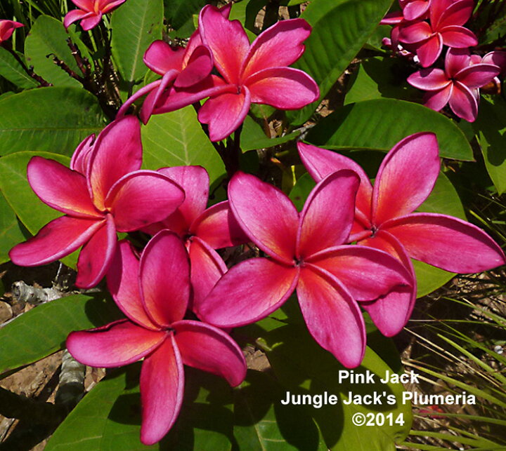 楽天市場 プルメリア 苗 ピンクジャック Pinkjack 5寸 1鉢 画像のように紫外線量で色幅が出ます ゲキハナ 感激安心のお花屋さん 楽天市場 プルメリア 苗 ピンクジャック Pinkjack 5寸 1鉢 画像のように紫外線量で色幅が出ます ゲキハナ 感激安心のお花屋さん