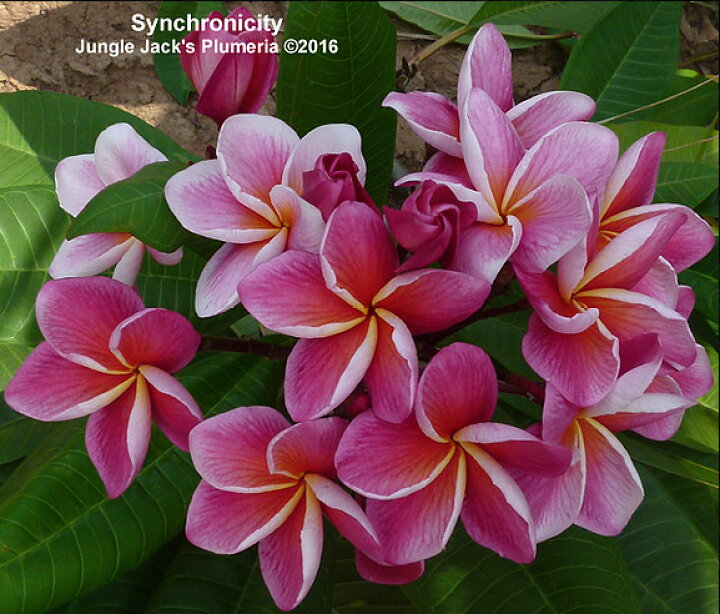 楽天市場 プルメリア 苗 シンクロニシティ Synchronicity 5寸 1鉢 苗木 産地直送 タイのジャングルジャックス社の信頼のブランドです 鉢植え 未開花株 ハイワイアンレイフラワー フランジパニ ゲキハナ 感激安心のお花屋さん