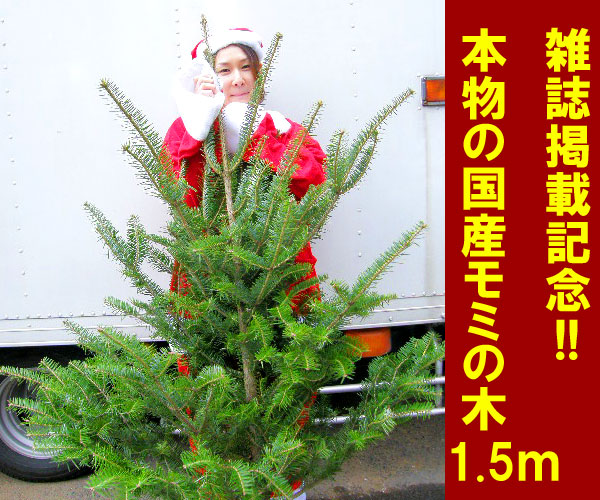楽天市場】「もみの木 クリスマスツリー 購入」今年こそ！本物モミの木 