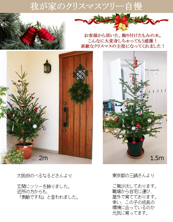 楽天市場】「もみの木 クリスマスツリー 購入」今年こそ！本物モミの木