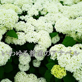 花ナシの大苗です！ アナベル 苗 白 あじさい アジサイ 紫陽花 大株5寸 鉢植え 植木 花 【ラッピング・メッセージカード不可】