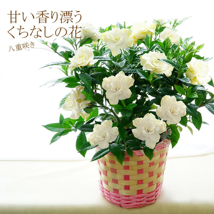 楽天市場 送料無料 22 母の日 プレゼント ギフト お花 プレゼント 鉢植え 癒し 上質クチナシの花 八重咲き 甘い香り漂う くちなし 梔子 鉢植え 義母 珍しい 60代 70代 ゲキハナ 感激安心のお花屋さん