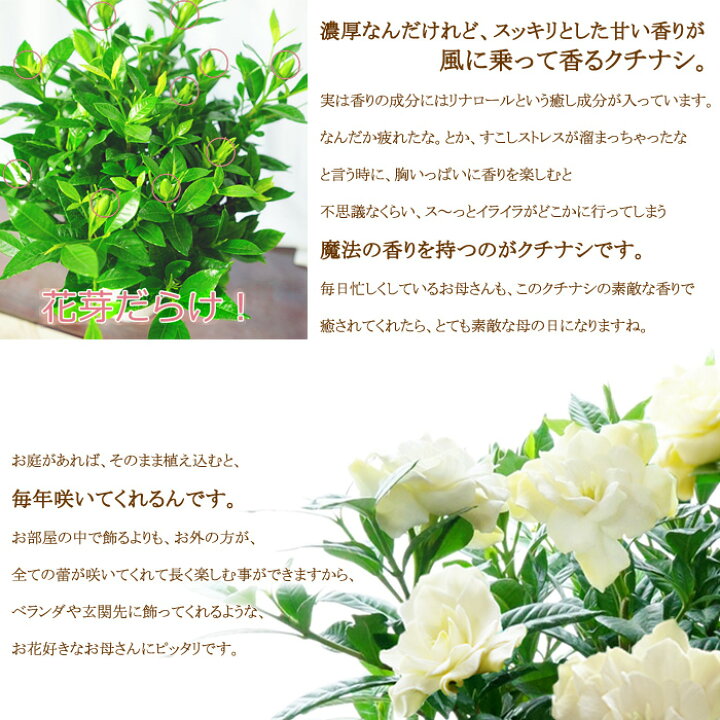 楽天市場 送料無料 22 母の日 プレゼント ギフト お花 プレゼント 鉢植え 癒し 上質クチナシの花 八重咲き 甘い香り漂う くちなし 梔子 鉢植え 義母 珍しい 60代 70代 ゲキハナ 感激安心のお花屋さん