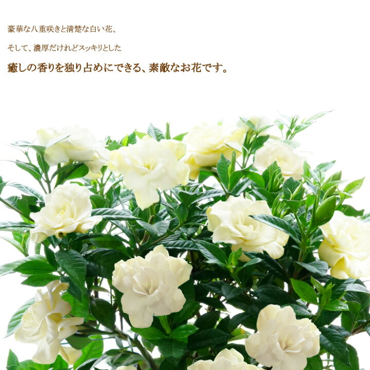 楽天市場 22母の日 ギフト お花 プレゼント 鉢植え 癒し 上質クチナシの花 八重咲き 甘い香り漂う くちなし 梔子 鉢植え 義母 珍しい 60代 70代 ゲキハナ 感激安心のお花屋さん 楽天市場 22母の日 ギフト お花 プレゼント 鉢植え 癒し 上質クチナシの花 八重咲き 甘い香り漂う くちなし 梔子 鉢植え 義母 珍しい 60代 70代 ゲキハナ 感激安心のお花屋さん