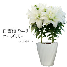 楽天市場 鉢植え 毎年 咲く 花の通販
