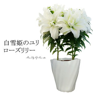 珍しい 鉢植えの人気商品 通販 価格比較 価格 Com