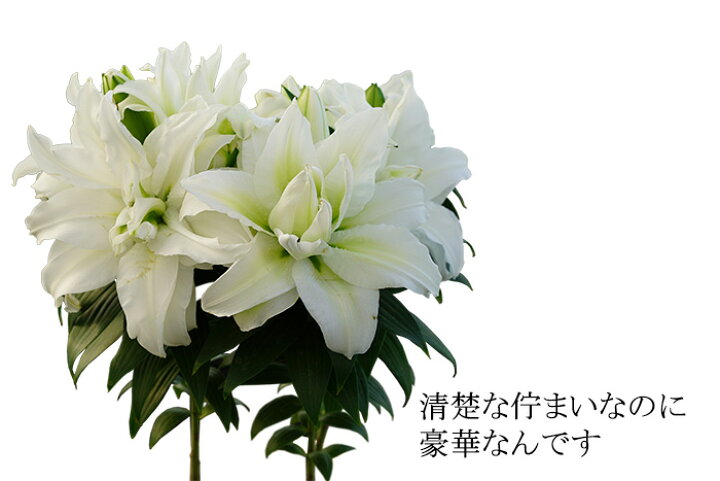 楽天市場 母の日 プレゼント 花 鉢植え 珍しい 白雪姫のユリ ローズリリー 香る純白の大きな ゆりの花 ギフト 送料無料 ゲキハナ 感激安心のお花屋さん 楽天市場 母の日 プレゼント 花 鉢植え 珍しい 白雪姫のユリ ローズリリー 香る純白の大きな ゆりの花 ギフト 送料無料 ゲキハナ 感激安心のお花屋さん