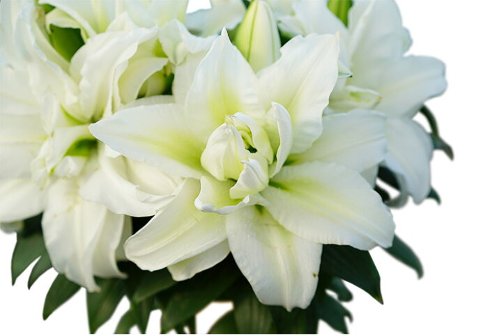 楽天市場 母の日 プレゼント 花 鉢植え 珍しい 白雪姫のユリ ローズリリー 香る純白の大きな ゆりの花 ギフト 送料無料 ゲキハナ 感激安心のお花屋さん