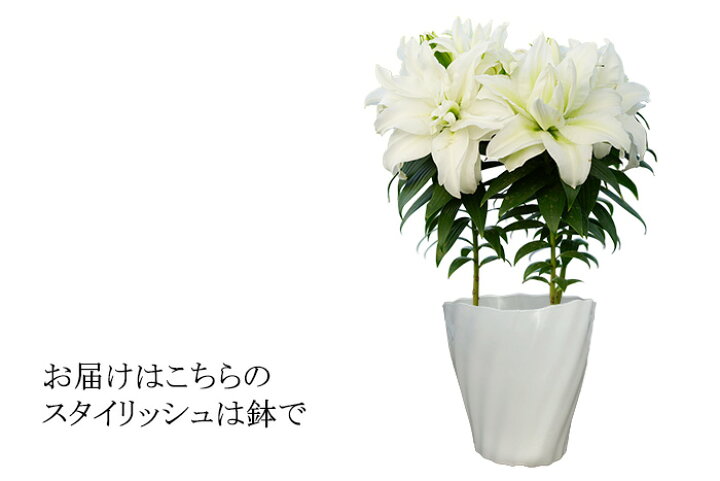 楽天市場 22母の日ギフト プレゼント 花 鉢植え 珍しい 白雪姫のユリ ローズリリー 香る純白の大きな ゆりの花 ゲキハナ 感激安心のお花屋さん