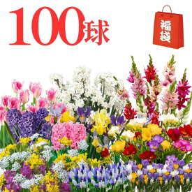 【福袋】球根フェスティバル福袋 種類色々のお祭り！100球！200球！500球！1000球！　5種以上確約！ チューリップ 水仙 フリージア アイリス ヒヤシンス アリウム ムスカリ イキシア クロッカスなど