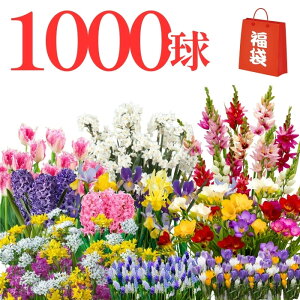 y܁ztFXeBo ސFX̂ՂI100I200I500I1000I@5ȏmI `[bv  t[WA ACX qVX AE XJ CLVA NbJ