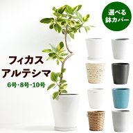 フィカス・アルテシマ 曲がり仕立て 6号 8号 10号 選べる カバー 陶器 観葉植物 ギフト 贈答 開店祝い 新…