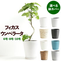 楽天市場】フィカス ウンベラータ 8号の通販