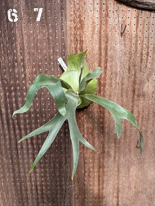 �r�J�N�V�_ P.�fIce age'(2) (P.ssfoong x P.Pewchan 'Snow Queen F304) ���i�̔� �Y�n���� groote plantage �R�E�������� �v���e�B�P���E�� �݂艺�� �Ǌ|�� �ϗt�A�� �i�`�������C���e���A �Ǌ|���O���[�� ����