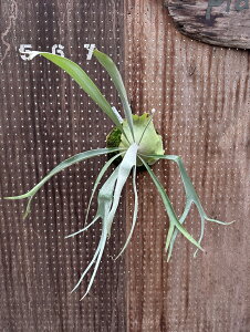 �r�J�N�V�_ P.'Musang King'(1) (Mt. Lewis × veitchii wild) ���i�̔� �Y�n���� groote plantage �R�E�������� �v���e�B�P���E�� �݂艺�� �Ǌ|�� �ϗt�A�� �i�`�������C���e���A �Ǌ|���O���[�� ������� �C